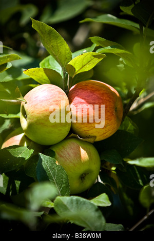 Pommes sur une branche. Banque D'Images