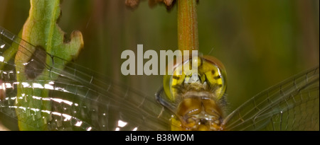Gros plan d'une Libellule'Sympetrum dard commun stiolatum' reposant sur une tige de roseau dans un marais. Banque D'Images