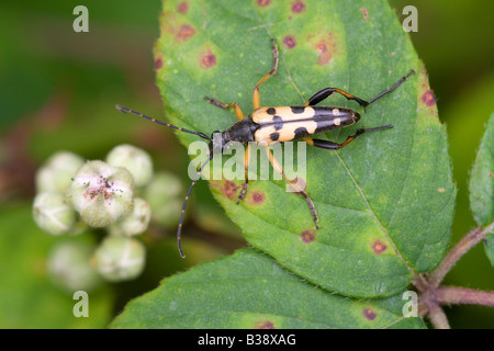 Longhorn Beetle Strangalia maculata coléoptère adulte au repos sur une feuille de mûrier Banque D'Images