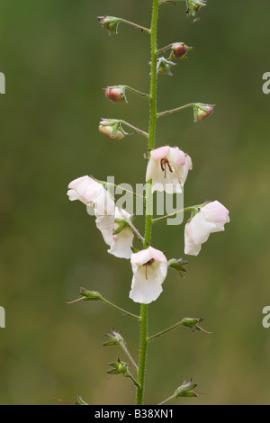 Verbascum blattaria albiforum close-up of flowers Banque D'Images