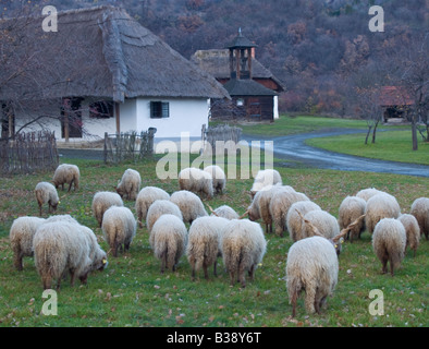 Un troupeau de moutons mérinos à l'air libre Folk Museum - Szentendre, Hongrie Banque D'Images