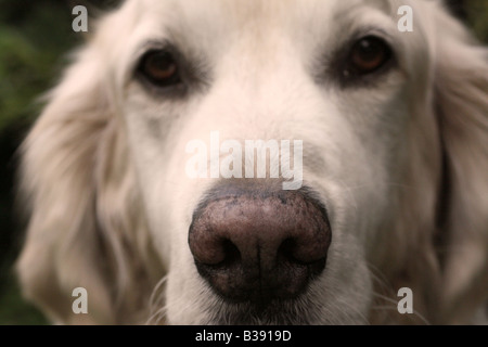 Gros plan d'un golden retriever dog Banque D'Images