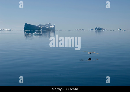 Un iceberg sur Philpots Island dans l'Arctique canadien la fusion dans le soleil. Banque D'Images