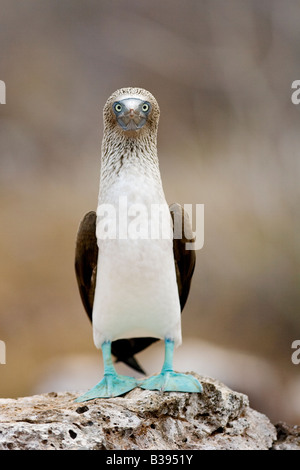 Booby Sula nebouxii Blue Footed Galapagos Équateur North Seymour Blaufußtölpel Banque D'Images