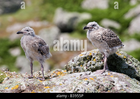 Jeune mouette immatures (Larus marinus) sur l'île de Skomer.rock. 61621 BlackBackedGull Pembrokeshire Coast format horizontal Banque D'Images