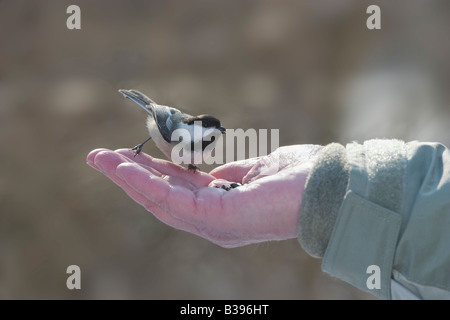 L'alimentation à la main un chickadee avec graines de tournesol Banque D'Images