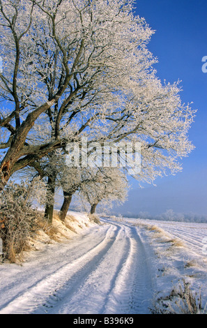 Hiver - neige sur route et arbres en hiver Banque D'Images