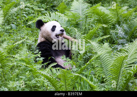 Panda géante se nourrissant de bambou dans la forêt de fougères, Wolong, Chine Banque D'Images