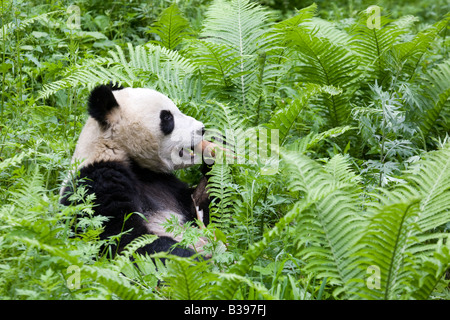 Panda géante se nourrissant de bambou, Wolong, Sichuan, Chine Banque D'Images