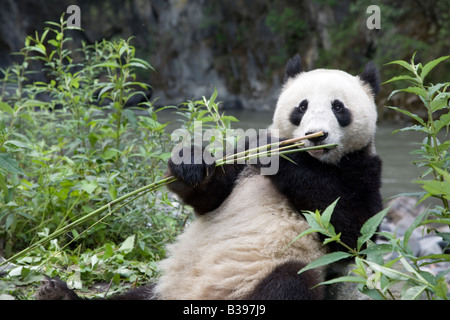 Panda géante (Ailuropoda melanoleuca) tenant et se nourrissant sur le bambou à côté du ruisseau dans la vallée de la montagne de Qionglai, Wolong, Chine Banque D'Images