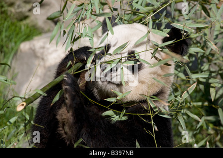 L'alimentation du panda géant de Wolong bambou, Chine Banque D'Images
