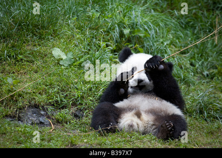 Bébé Panda géant assis et tenant branche, Wolong, Chine Banque D'Images