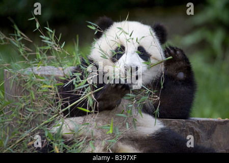 Bébé Panda géant se nourrissant sur le bambou, Chine Wolong Banque D'Images