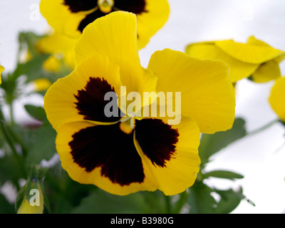 Stiefmuetterchen, alto, jaune pansy Banque D'Images