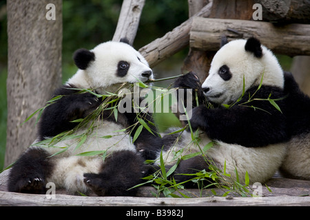 Giant Panda cub tire une tige de bambou hors de l'embouchure d'un autre cub au Giant Panda Breeding Centre de Wolong, dans la province du Sichuan, en Chine Banque D'Images