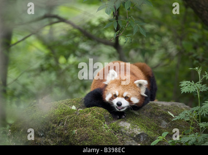 Le panda rouge (Ailurus fulgens) dans la réserve naturelle de Wolong forêt montagnarde, Chine Banque D'Images