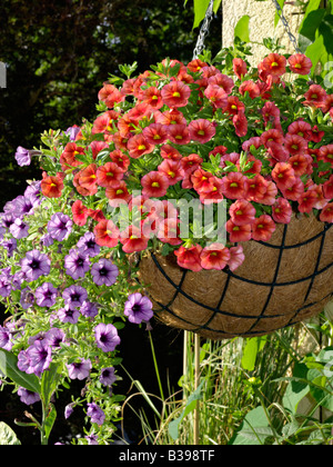 Calibrachoa dream baisers et des pétunias (petunia) dans un panier suspendu Banque D'Images