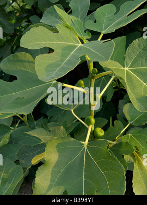 Fig commun (Ficus carica) Banque D'Images