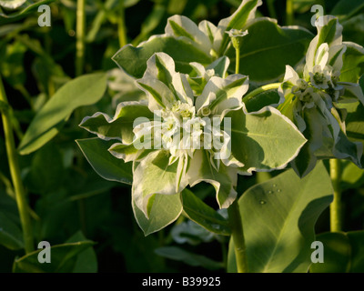 La neige sur la montagne (Euphorbia marginata) Banque D'Images