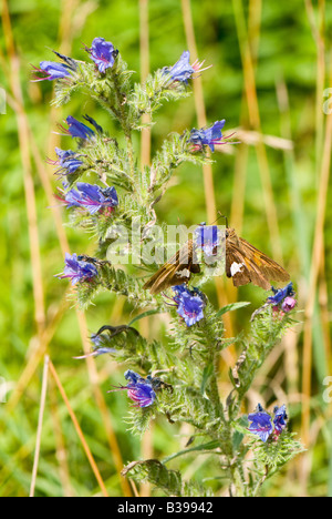 Silver-spotted Skipper (Epargyreus clarus) sur la vipère (Vipérine commune Echium vulgare), Dolly Sods Désert, Tucker Comté, WV Banque D'Images