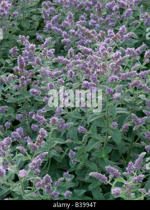 La menthe (Mentha longifolia biblique) Banque D'Images