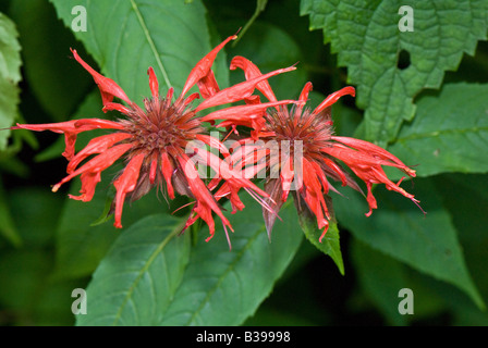 Plateau Oswega ou monarde (Monarda didyma), Pendleton Comté, West Virginia Banque D'Images