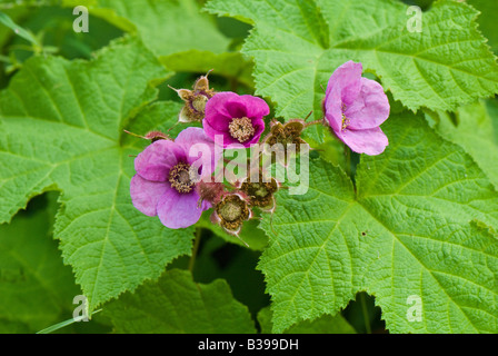 Purple-Flowering Framboisier (Rubus odoratus), Backbone Mountain, Garrett County, Maryland Banque D'Images