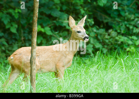 Le chevreuil Capreolus capreolus Banque D'Images