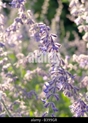 Perovskia atriplicifolia russe (sage) Banque D'Images