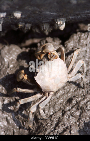 Gros crabe violoniste dans la boue en essayant de trouver un refuge sur la rive de la mer Jaune. Banque D'Images