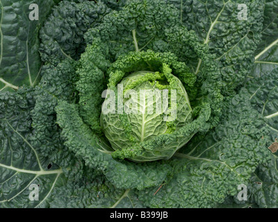 Chou de Savoie (Brassica oleracea var. sabauda) Banque D'Images