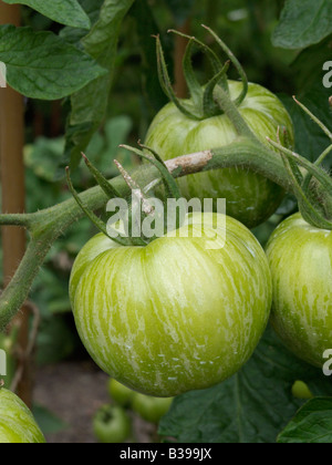La tomate (Lycopersicon esculentum 'green zebra') Banque D'Images