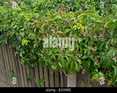 Vigne vierge (Parthenocissus quinquefolia) Banque D'Images