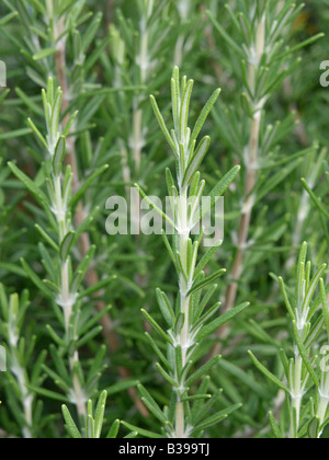 Romarin (Rosmarinus officinalis) Banque D'Images