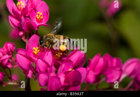 Close-up battant la collecte du pollen d'abeille pollinisant les fleurs d'azalées roses dans le pollen pollen pochette dans Hawaï Hanalei Banque D'Images