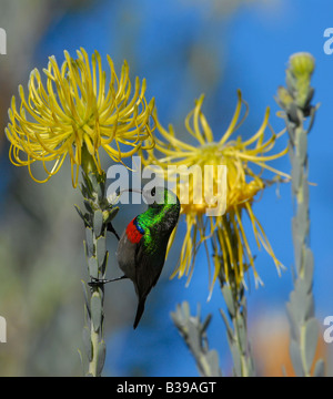 Moindre goéland sunbird sur jaune pincushion, jardins botaniques de Kirstenbosch, Cape Town, Afrique du Sud Banque D'Images