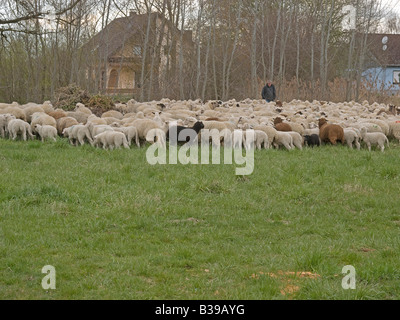 Un grand troupeau de brebis avec agneaux et moutons différents et le bouvier dans un pré près de l'Allemagne de Kaiserstuhl Banque D'Images