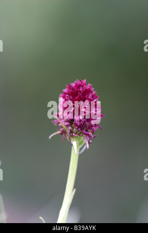 Orchidée Vanille Nigritella nigra noir Banque D'Images