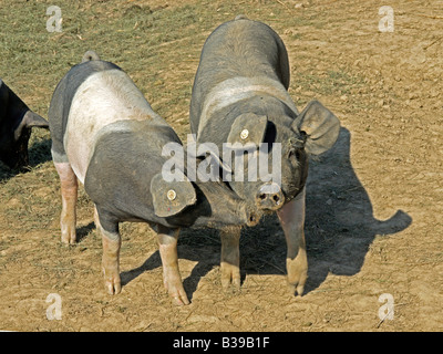 Les porcs saddleback allemand Deutsches Sattelschwein maintenant naturel d'animaux en libre pâturage vivre libre par une agriculture biologique Banque D'Images