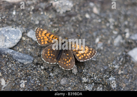 Faux Heath Fritillary Melitaea diamina Banque D'Images