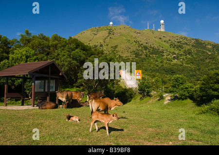 Shan Tai Po country park Nouveaux Territoires Hong Kong . Banque D'Images