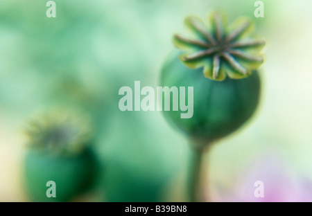 Close up impressionniste de vert, mais l'affinage têtes de graine de pavot à opium ou Papaver somniferum avec pétales lilas derrière Banque D'Images