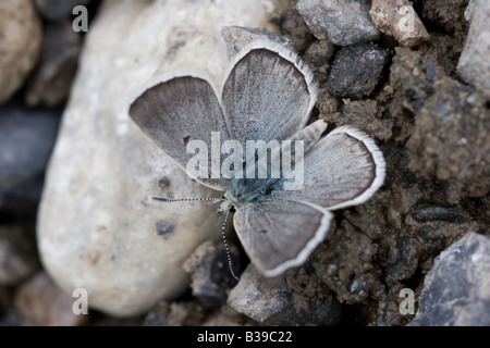 Gavarnie Agriades pyrenaicus bleu Banque D'Images