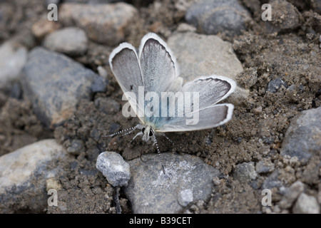 Gavarnie Agriades pyrenaicus bleu Banque D'Images