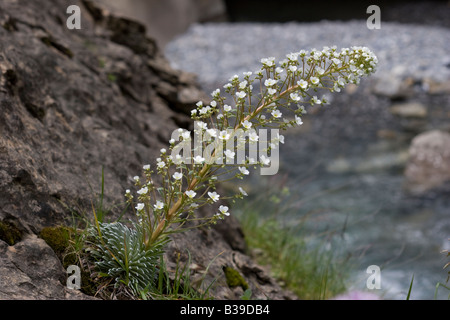 Saxifrage Saxifraga longifolia Pyrénéen Banque D'Images