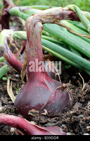 Oignon rouge d'allium MAINCROP BARON ROUGE Banque D'Images