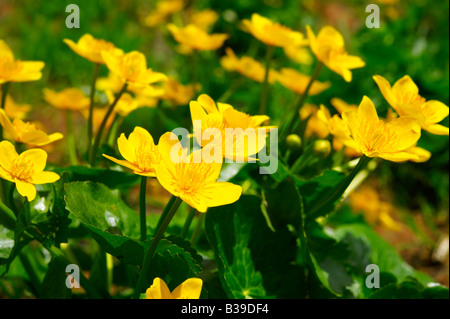 Fleurs de marais alpins ( Caltha Palustris ) Alpes Bernoises . La Suisse Banque D'Images