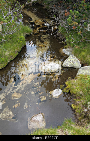 Les ressorts dans la vallée de la zone refuge de Bezbog dans Site du patrimoine mondial Parc national de Pirin Bulgarie Banque D'Images