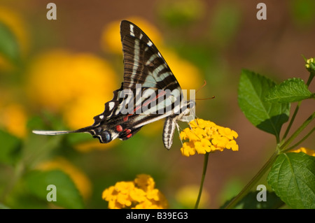 Photo d'un zèbre Swallowtail butterfly Banque D'Images