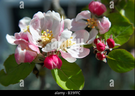 Apple Blossom floraison sur un arbre Banque D'Images